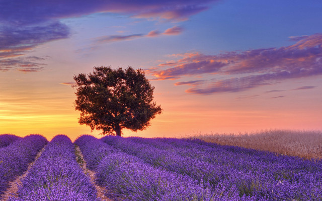 Lone tree lavender field sunset free wallpaper for desktop - medium preview image