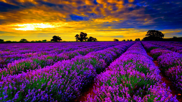 Lavender field sunset clouds sky #3 free wallpaper for desktop - medium preview image