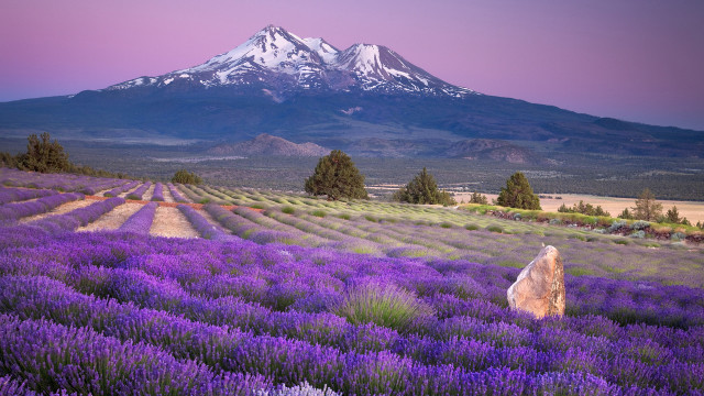 Lavender field mountain sunset pink free wallpaper for desktop - medium preview image