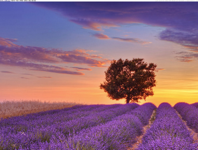 Lone tree lavender field sunset #2 free wallpaper for desktop - medium preview image
