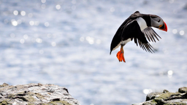Bird cliff ocean orange beak free wallpaper for desktop - medium preview image