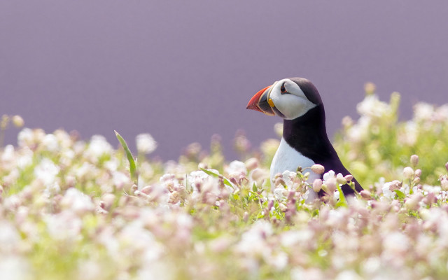 Bird red beak field flowers free wallpaper for desktop - medium preview image