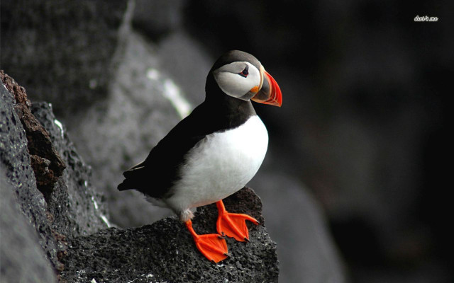Bird red beak rock sun free wallpaper for desktop - medium preview image
