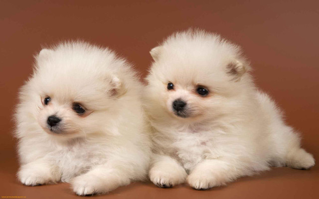 Small white dogs brown background free wallpaper for desktop - medium preview image