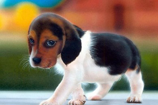 Puppy walking pavement building ball free wallpaper for desktop - medium preview image