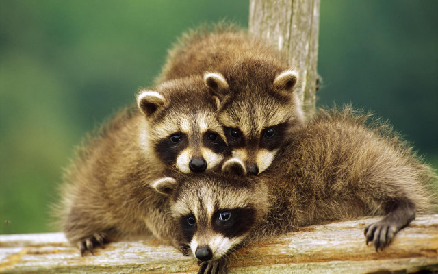 Raccoons sitting log looking camera free wallpaper for desktop - medium preview image