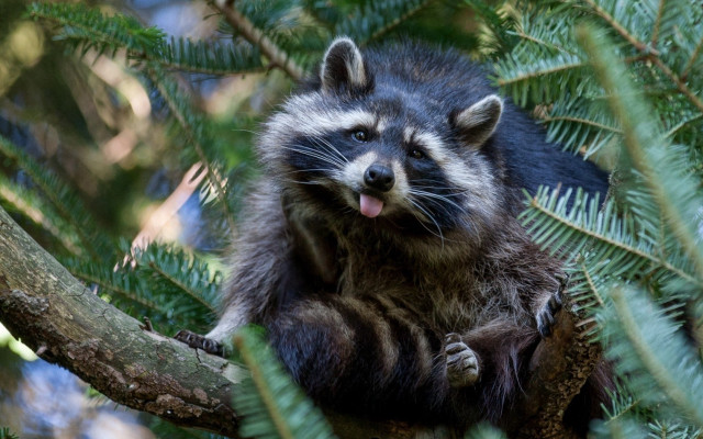 Raccoon sitting tree tongue out free wallpaper for desktop - medium preview image