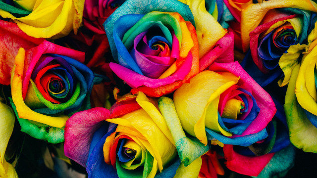 Multicolored roses bouquet open petal free wallpaper for desktop - medium preview image