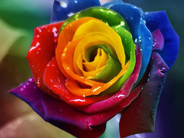 Multicolored rose water droplets green free wallpaper for desktop - medium preview image