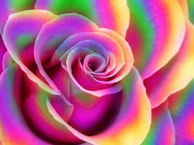 Pink rose green yellow centers free wallpaper for desktop - medium preview image