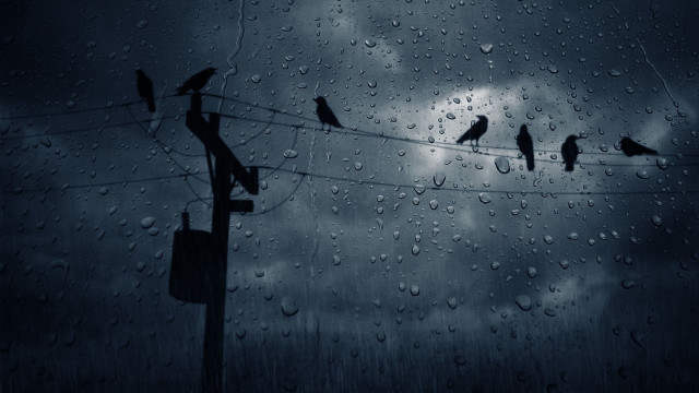 Birds wire rain cloudy sky #3 free wallpaper for desktop - medium preview image