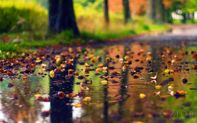 Wet road leaves trees reflection #2 free wallpaper for desktop - medium preview image