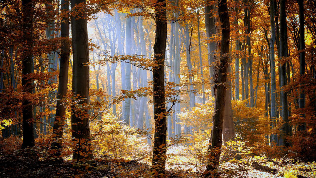 Forest tall trees yellow leaves free wallpaper for desktop - medium preview image