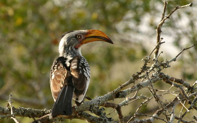 Bird long beak tree branch #3 free wallpaper for desktop - medium preview image