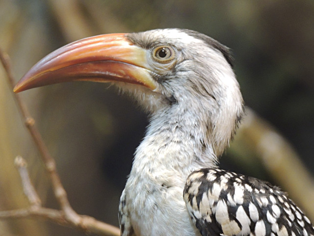 Long beaked bird on branch free wallpaper for desktop - medium preview image