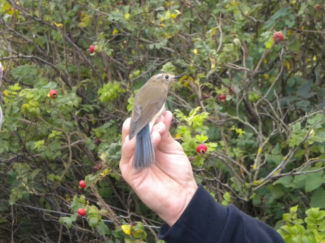 Bird perched person hand red free wallpaper for desktop - medium preview image