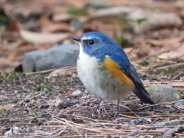Blue bird standing ground twigs free wallpaper for desktop - medium preview image