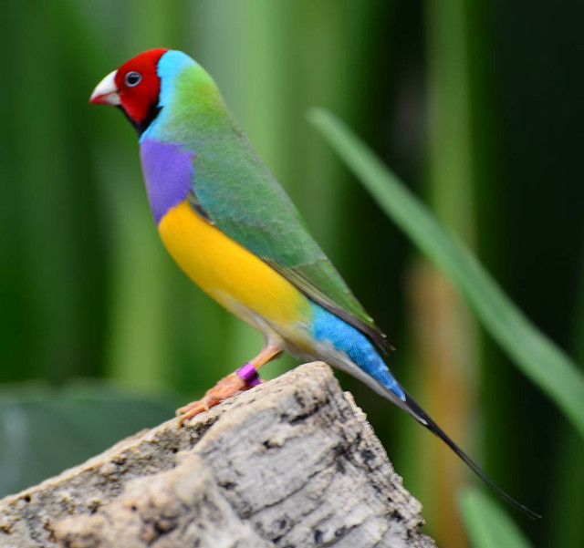 Colorful bird perched forest green free wallpaper for tablet - medium preview image