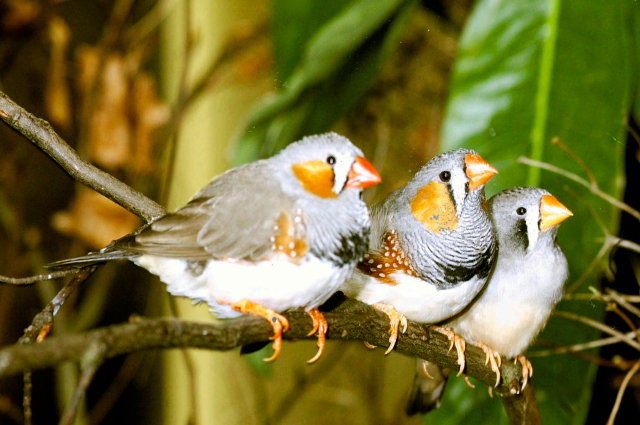 Three birds sitting on branch free wallpaper for desktop - medium preview image