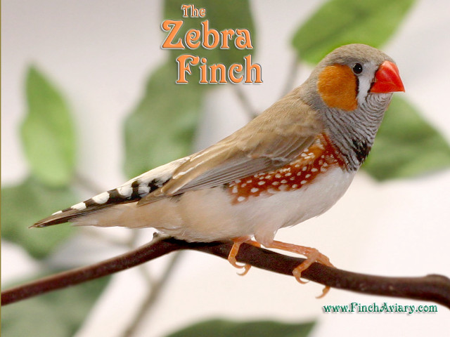 Zebra finch red beak branch free wallpaper for desktop - medium preview image