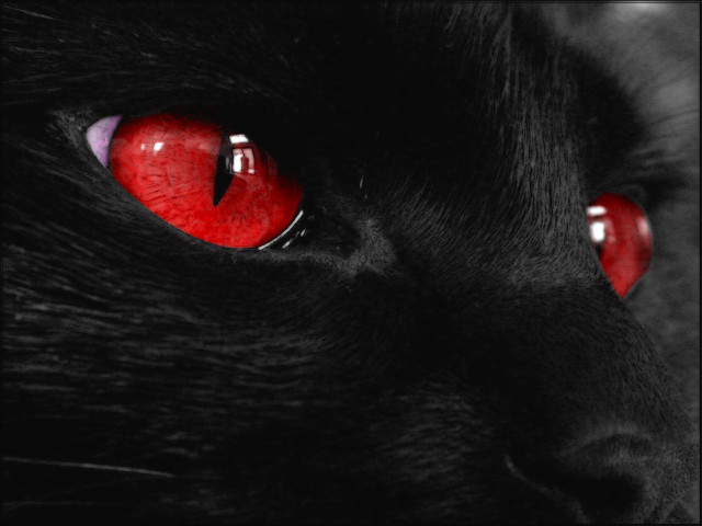 Black cat red eyes black free wallpaper for desktop - medium preview image