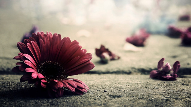 Red flower petals ground blurry free wallpaper for desktop - medium preview image