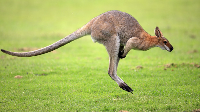 Kangaroo jumping air field grass free wallpaper for desktop - medium preview image