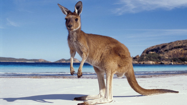 Kangaroo beach blue sky water free wallpaper for desktop - medium preview image