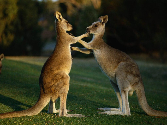 Kangaroos playing grass night time free wallpaper for desktop - medium preview image