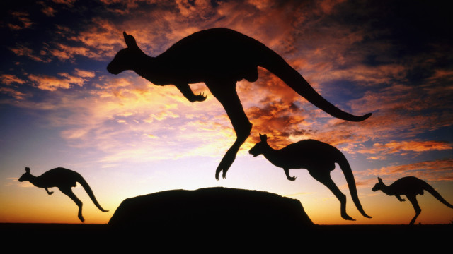 Kangaroo silhouette jumping sunset sky free wallpaper for desktop - medium preview image