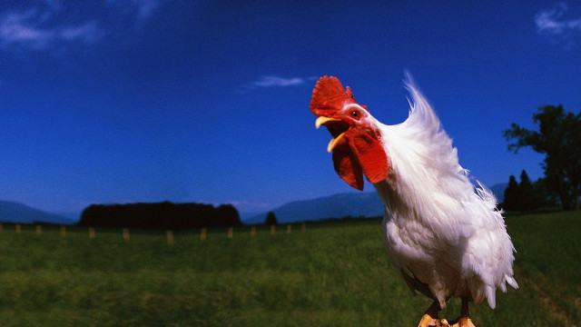 Rooster wooden post field grass free wallpaper for desktop - medium preview image