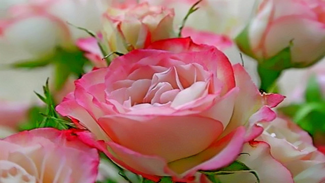 Roses bouquet rococo macro blurry free wallpaper for desktop - medium preview image