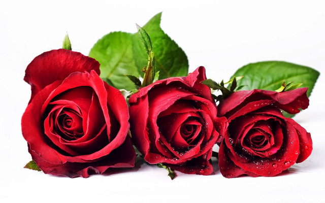 Three red roses green leaves free wallpaper for desktop - medium preview image