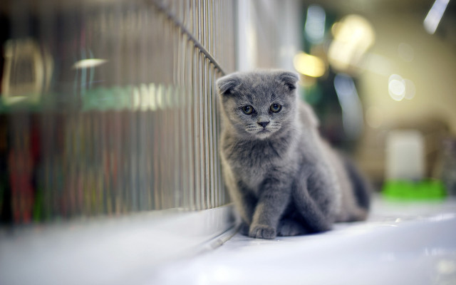 Small gray kitten window sill free wallpaper for desktop - medium preview image