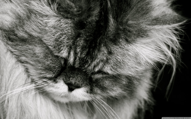 Longhair cat lookingdown closedeyes tiltedhead free wallpaper for desktop - medium preview image