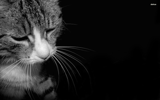 Cat looking down dark room free wallpaper for desktop - medium preview image