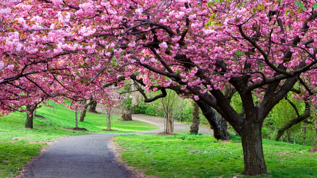 Tree lined pink flowers path free wallpaper for desktop - medium preview image