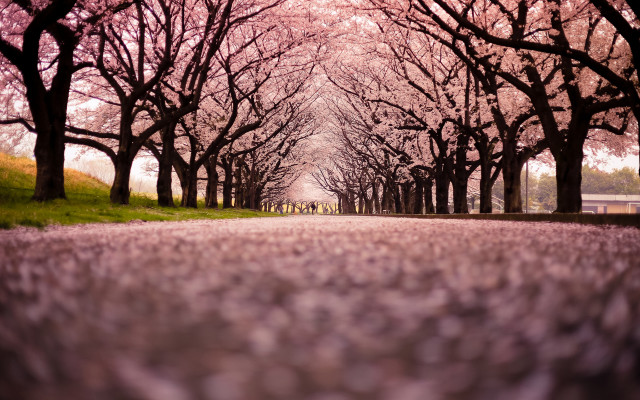 Road trees bench middle scenery free wallpaper for desktop - medium preview image