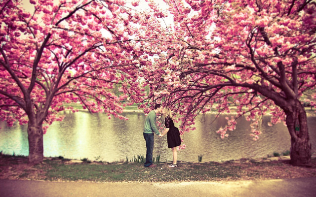 Couple tree pink flowers lake free wallpaper for desktop - medium preview image