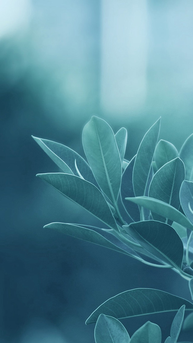 Close up plant leaves stems free wallpaper for mobile - medium preview image