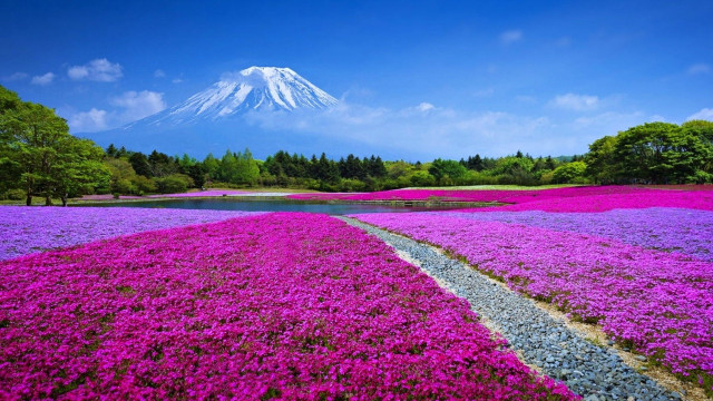 Flower field mountain river path free wallpaper for desktop - medium preview image
