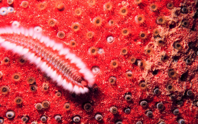 Red white substance striped top free wallpaper for desktop - medium preview image