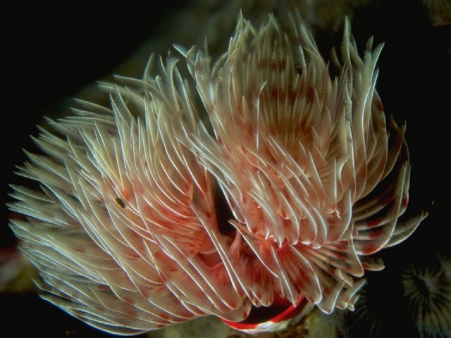 Coral closeup black background red free wallpaper for desktop - medium preview image