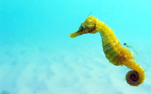 Sea horse swimming fish nearby free wallpaper for desktop - medium preview image