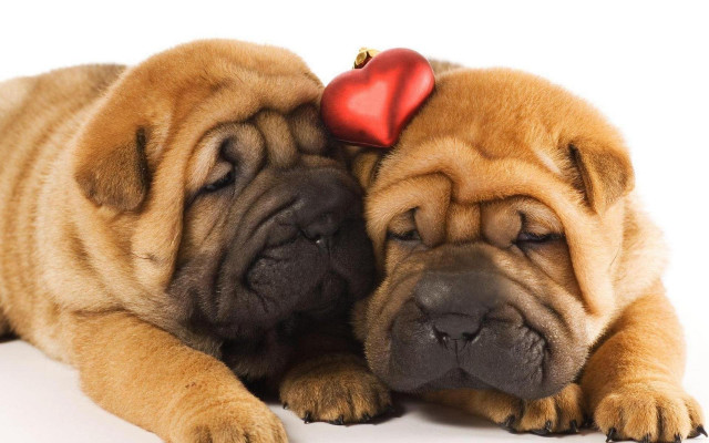 Two dogs red heart head free wallpaper for desktop - medium preview image