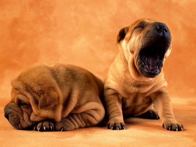 Two dogs yawning brown background free wallpaper for desktop - medium preview image