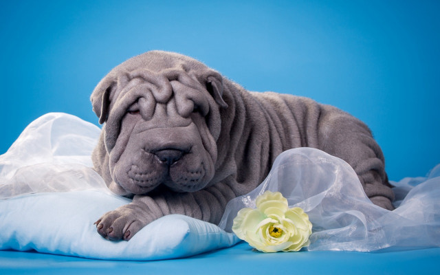Puppy laying pillow flower blue free wallpaper for desktop - medium preview image