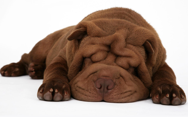 Brown dog sleeping white surface free wallpaper for desktop - medium preview image