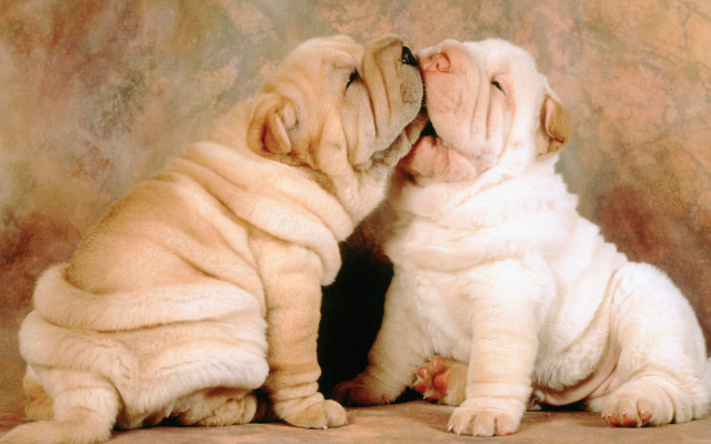 Two dogs biting nose sitting free wallpaper for desktop - medium preview image