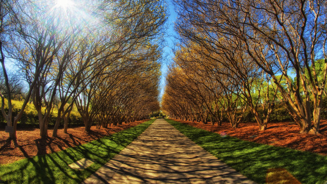 Park path trees grass blue free wallpaper for desktop - medium preview image